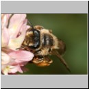 Andrena flavipes - Sandbiene w13.jpg